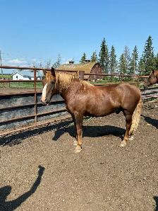 quarter horse team