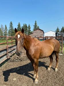 quarter horse team - Photo 2