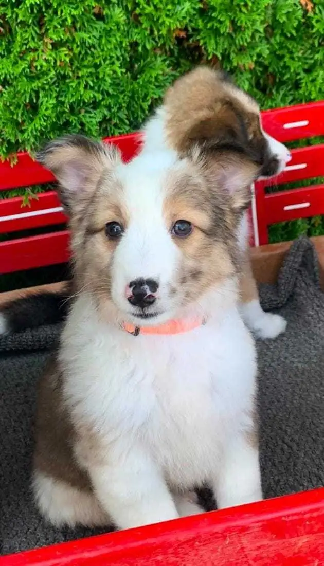 Australian Shepherd / Sheltie puppies