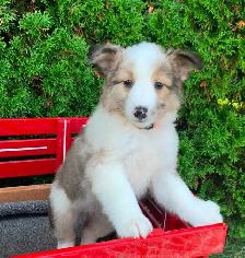 Australian Shepherd / Sheltie puppies - Photo 2