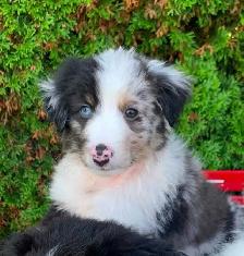 Australian Shepherd / Sheltie puppies - Photo 3