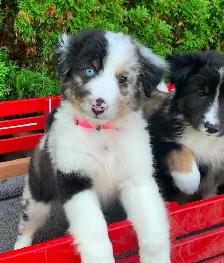 Australian Shepherd / Sheltie puppies - Photo 4