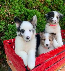 Australian Shepherd / Sheltie puppies - Photo 5