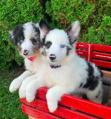 Australian Shepherd / Sheltie puppies - Photo 6