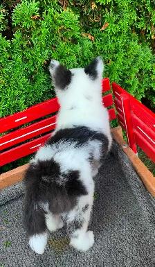 Australian Shepherd / Sheltie puppies - Photo 7
