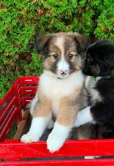 Australian Shepherd / Sheltie puppies - Photo 8