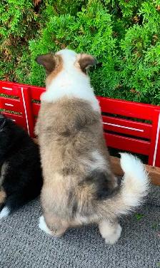 Australian Shepherd / Sheltie puppies - Photo 9