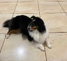 Australian Shepherd / Sheltie puppies - Photo 10