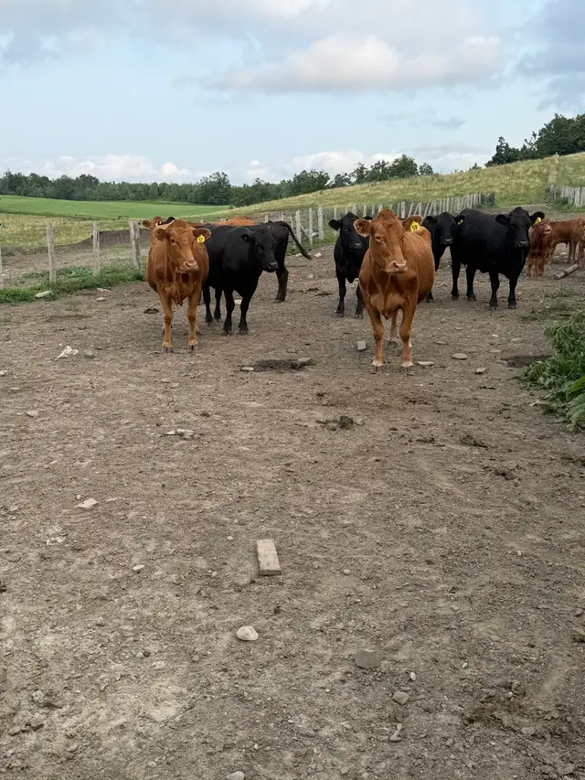 bred cows for sale