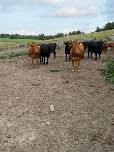 bred cows for sale