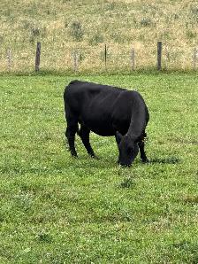 bred cows for sale - Photo 2