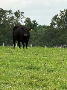 bred cows for sale - Photo 3