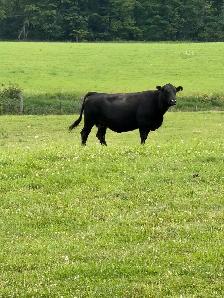 bred cows for sale - Photo 4