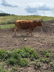 bred cows for sale - Photo 5