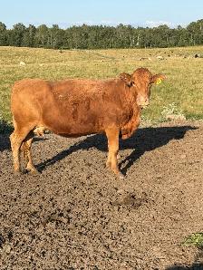 bred cows for sale - Photo 6