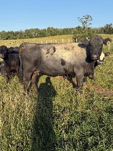 bred cows for sale - Photo 7