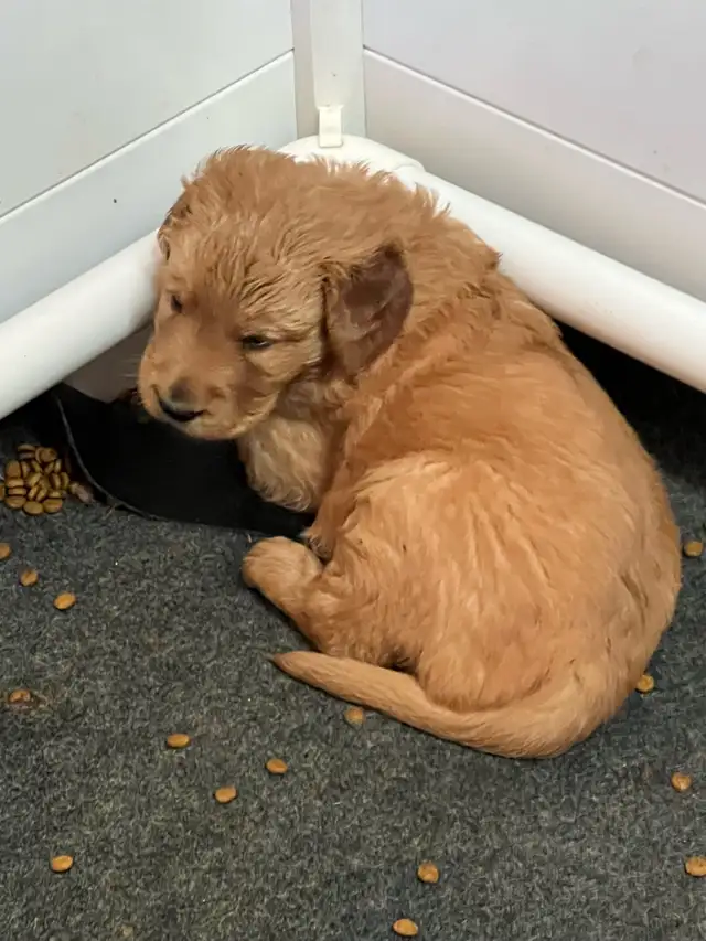 chiots Golden Retriever certifiés, garantis ADN et OFA