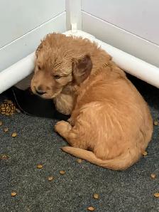 chiots Golden Retriever certifiés, garantis ADN et OFA