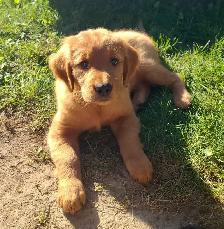 chiots Golden Retriever certifiés, garantis ADN et OFA - Photo 3