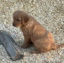chiots Golden Retriever certifiés, garantis ADN et OFA - Photo 4