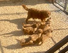 chiots Golden Retriever certifiés, garantis ADN et OFA - Photo 6