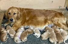 chiots Golden Retriever certifiés, garantis ADN et OFA - Photo 7