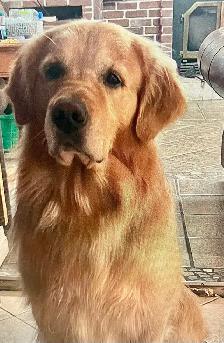 chiots Golden Retriever certifiés, garantis ADN et OFA - Photo 8