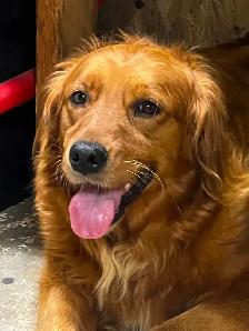 chiots Golden Retriever certifiés, garantis ADN et OFA - Photo 9