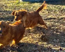 chiots Golden Retriever certifiés, garantis ADN et OFA - Photo 10