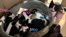free kittens