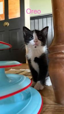 free kittens - Photo 2