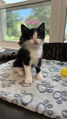 free kittens - Photo 3