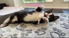 free kittens - Photo 4