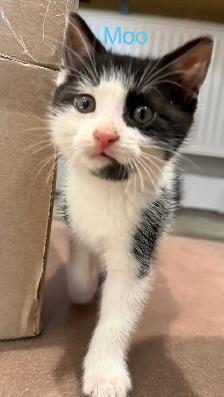 free kittens - Photo 5