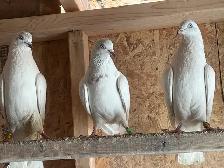 Quality Indian High Flyer Pigeons – Breeders Available ️ - Photo 3
