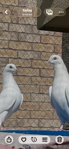 Quality Indian High Flyer Pigeons – Breeders Available ️ - Photo 4