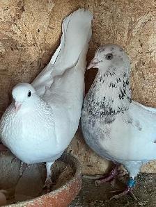 Quality Indian High Flyer Pigeons – Breeders Available ️ - Photo 5