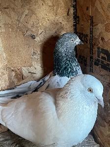 Quality Indian High Flyer Pigeons – Breeders Available ️ - Photo 6
