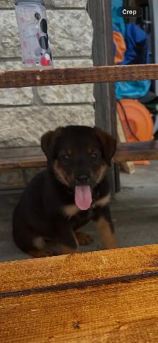 Shepweiler puppies