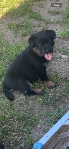 Shepweiler puppies - Photo 5