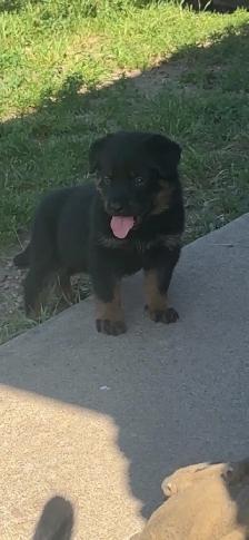 Shepweiler puppies - Photo 6