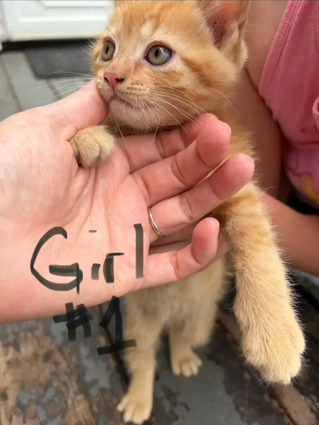 kittens and cats for rehome!