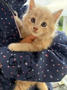 kittens and cats for rehome! - Photo 2