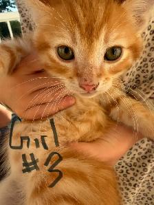 kittens and cats for rehome! - Photo 3