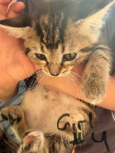 kittens and cats for rehome! - Photo 4