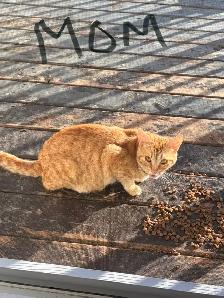 kittens and cats for rehome! - Photo 5
