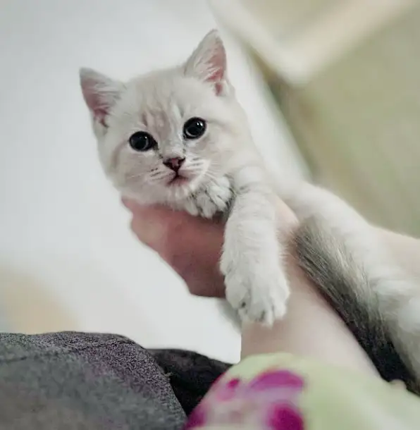 Soft British Shorthair x Bengal Kittens