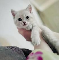 Soft British Shorthair x Bengal Kittens