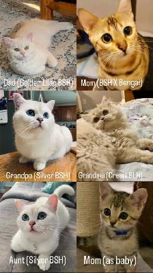 Soft British Shorthair x Bengal Kittens - Photo 4