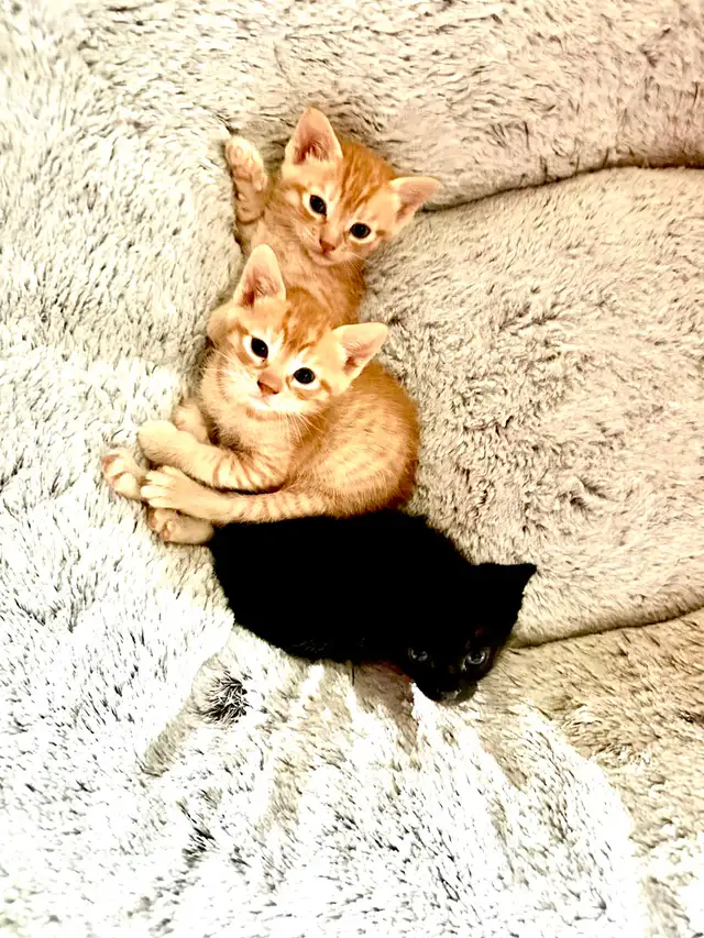 Adorable 7 Week Kittens